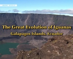 Watch the latest show Great Nature - The Great Evolution of Iguanas with English subtitles for free in KissAsian
