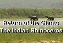 Watch the latest show Wildlife - Return of the Giants - The Indian Rhinocero with English subtitles for free in Asiaflix