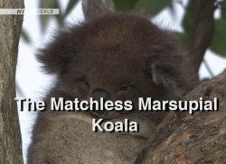 Watch the latest show Wildlife - The Matchless - Marsupial Koala with English subtitles for free in KissAsian